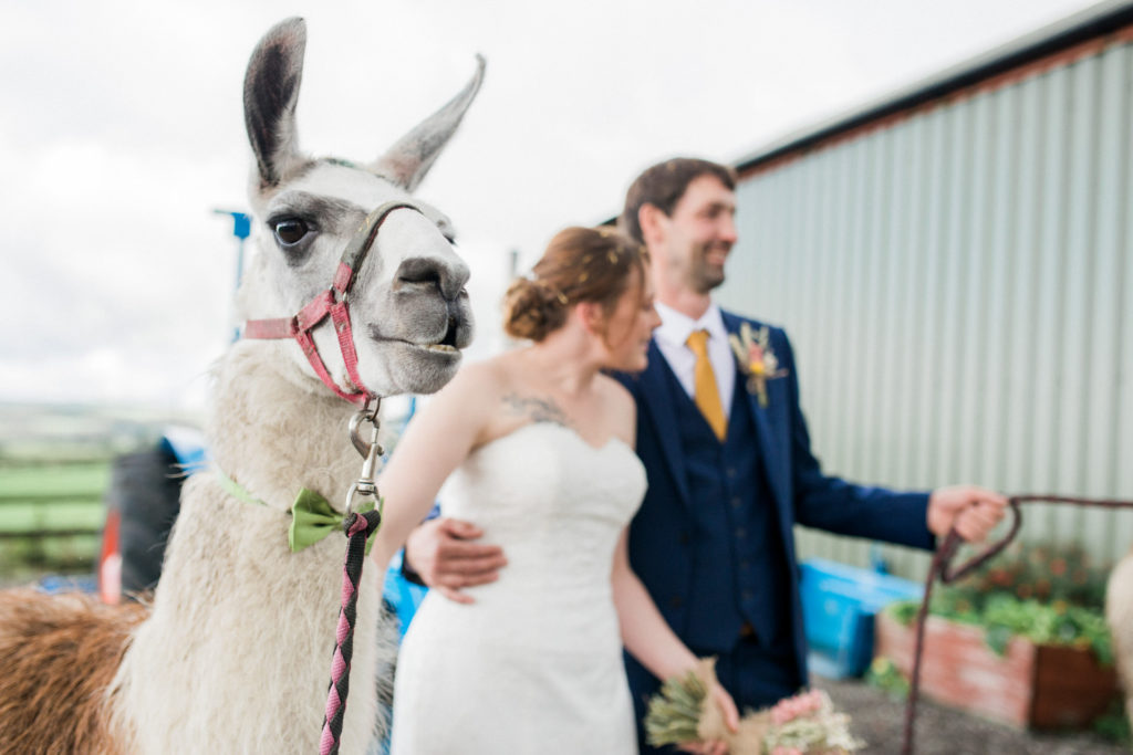 llama at wedding