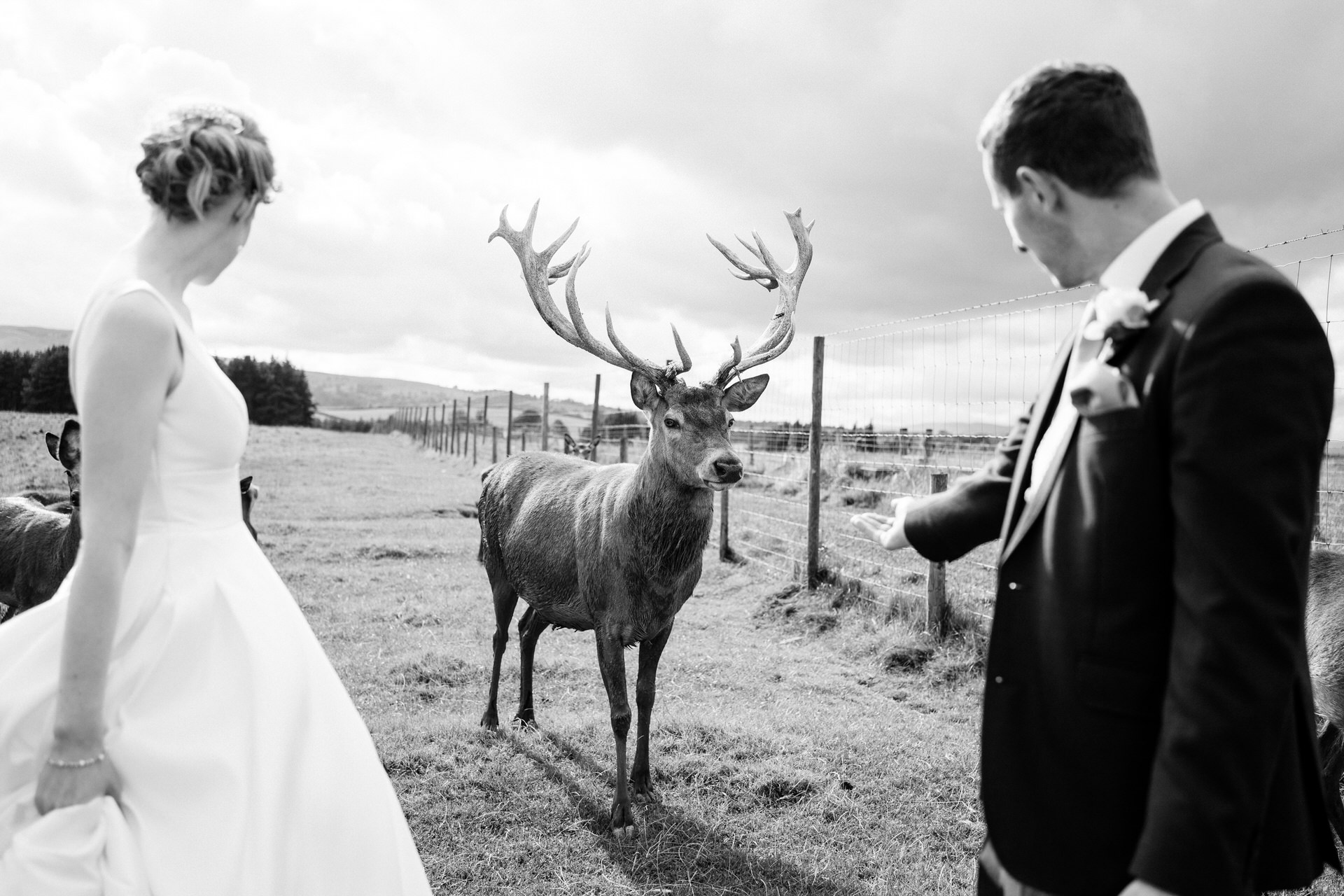 stag with bride and groom
