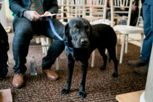 dog at wedding