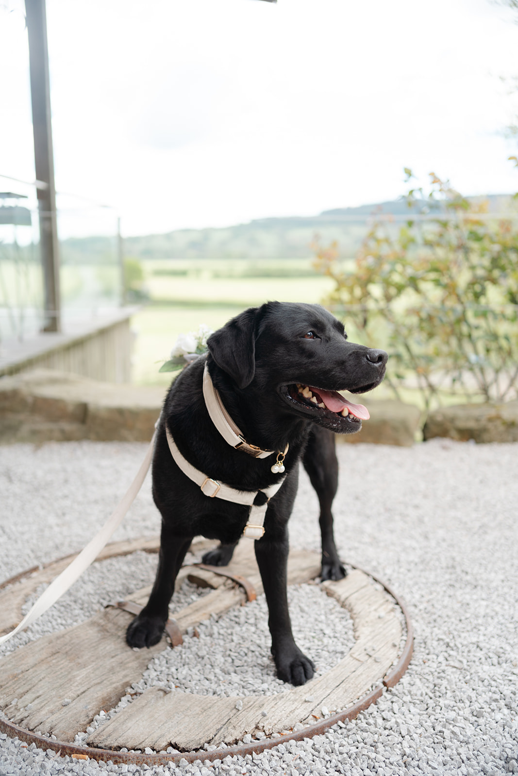 dog at Bashall Barn wedding