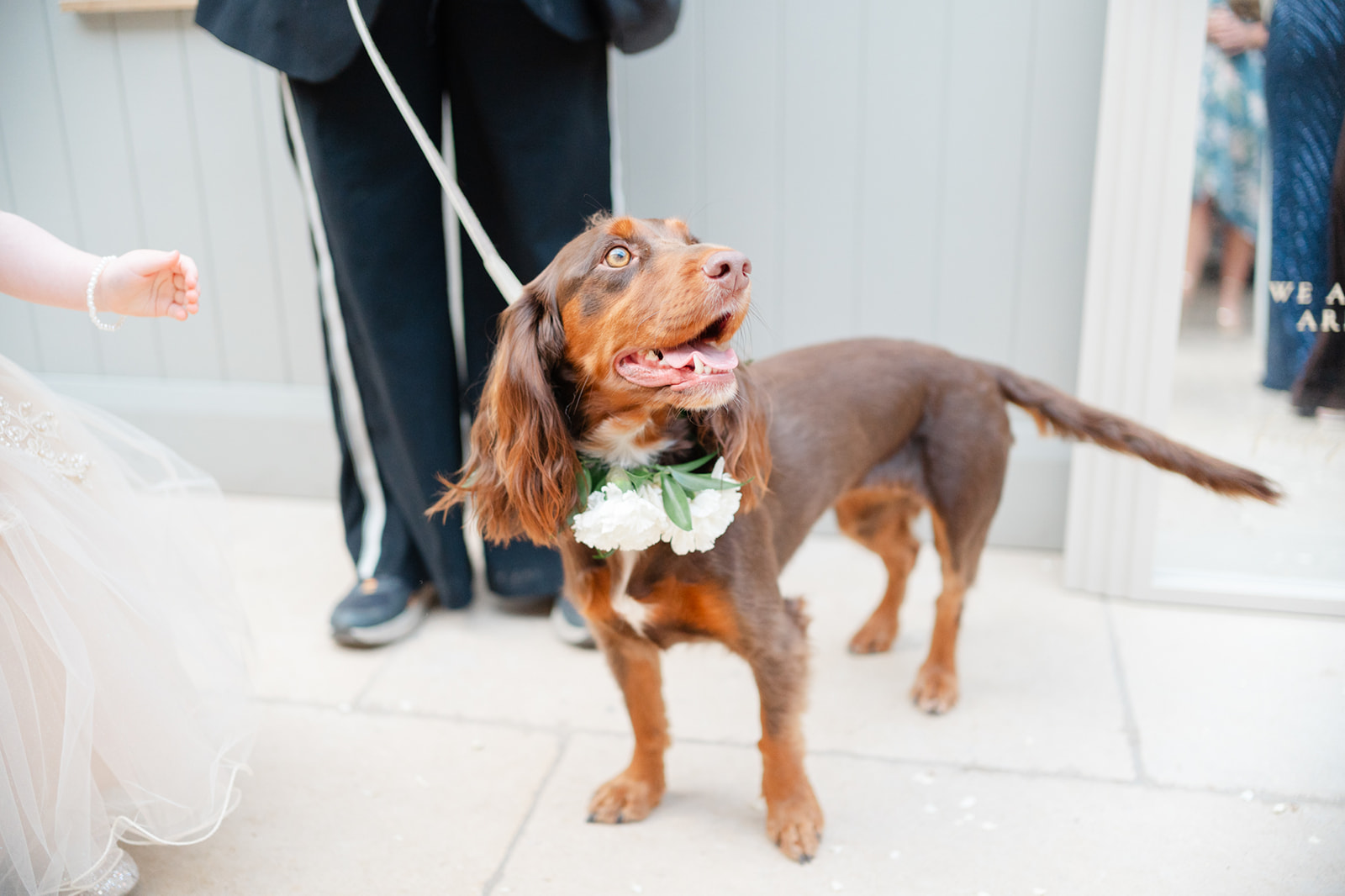 brown spaniel at wedding